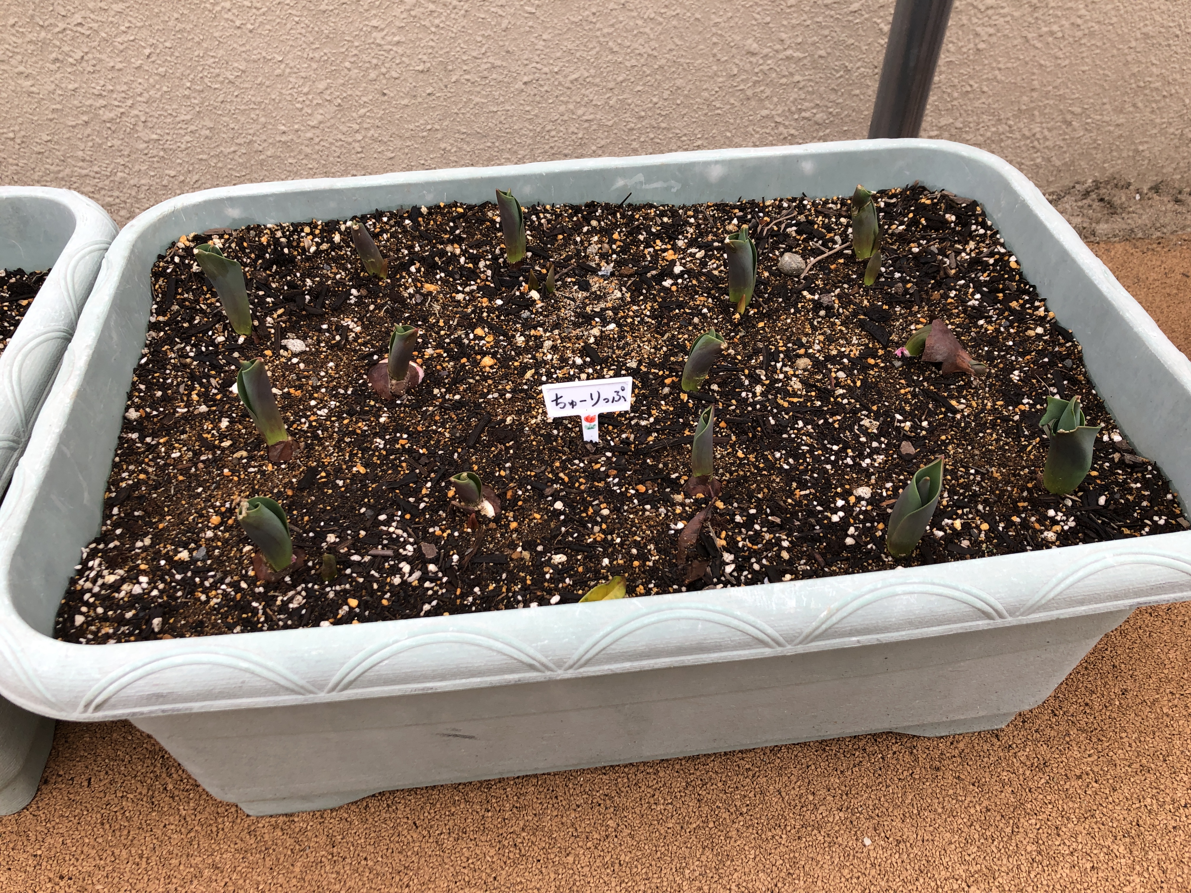 画像：にじいろ保育園氷川台駅前の特徴