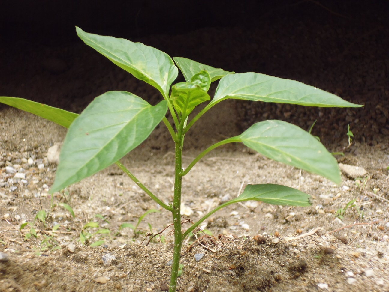 image005
